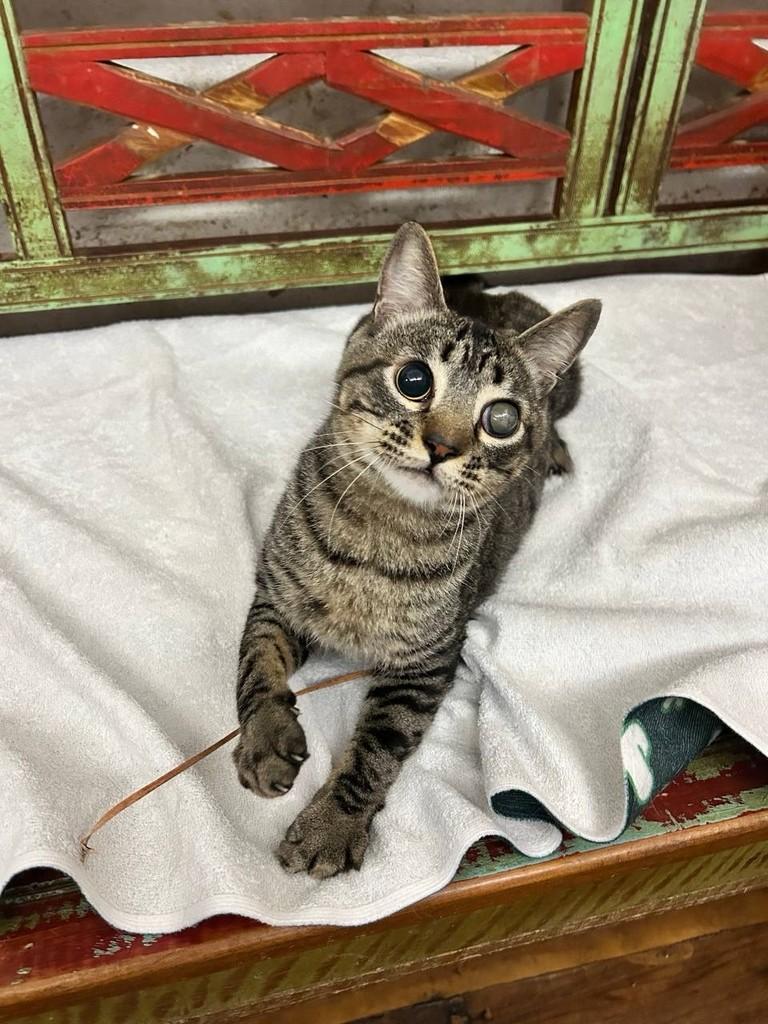 Pirata, gato de porte médio para adoção em São Paulo - SP