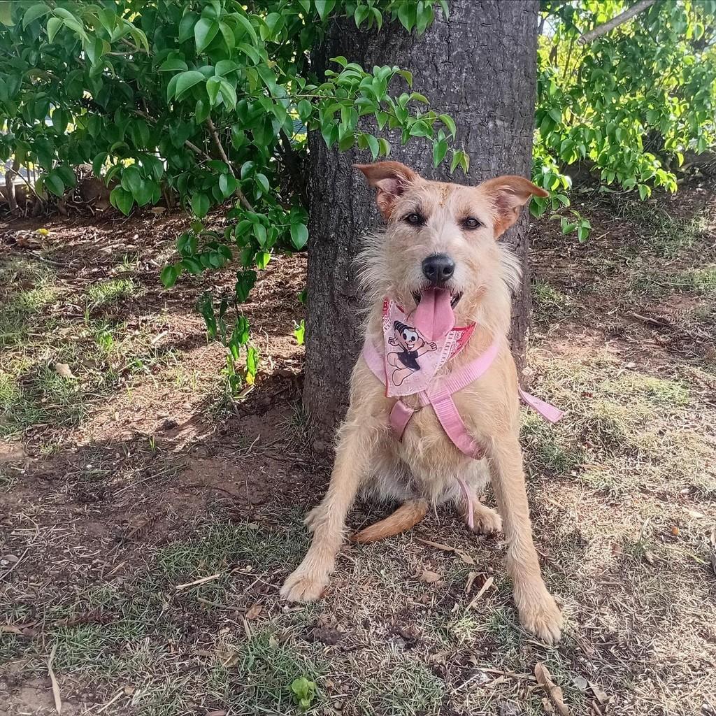 Pedrita, cachorro de porte médio para adoção em São Paulo - SP