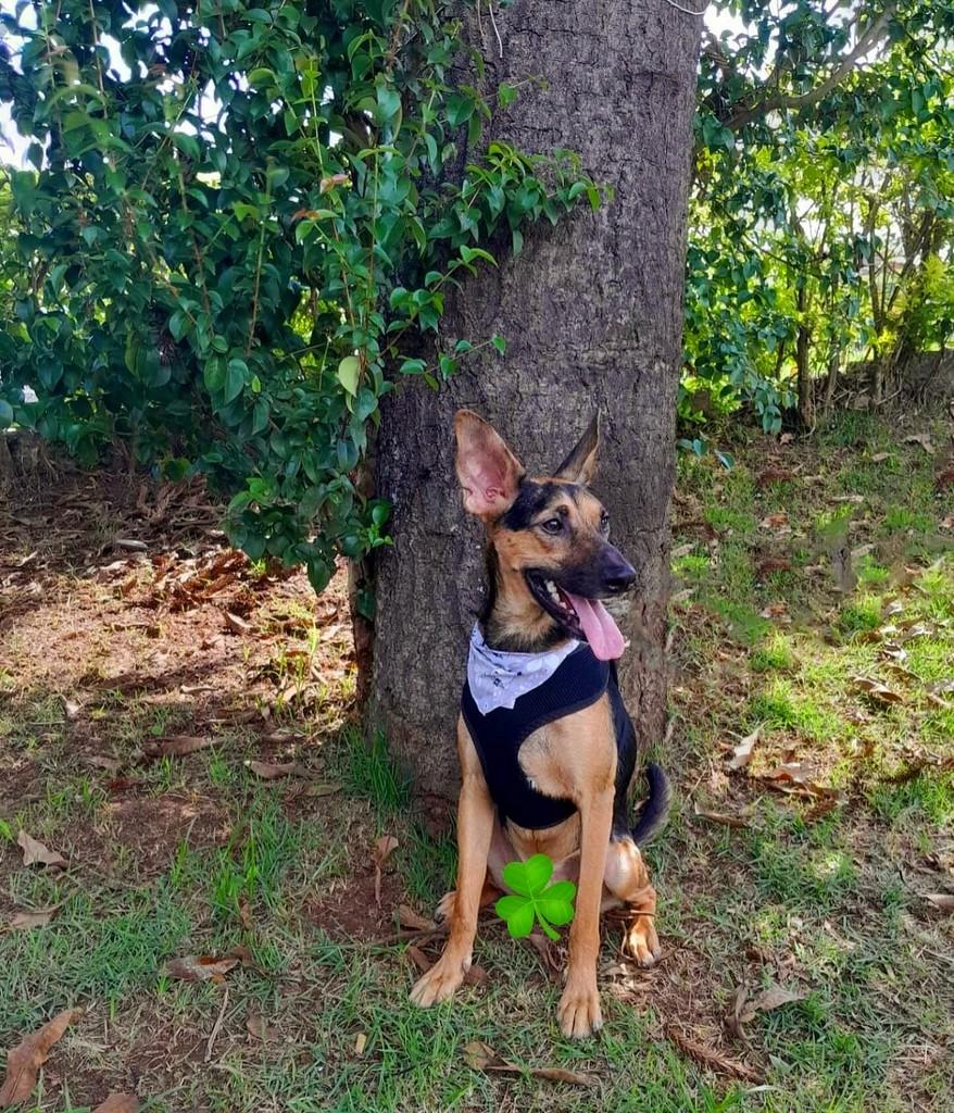 Chico, cachorro de porte médio para adoção em São Paulo - SP