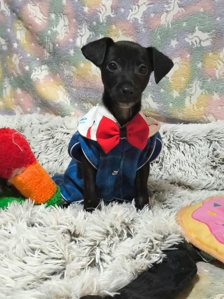 Abilu, cachorro de porte pequeno para adoção em São Paulo - SP