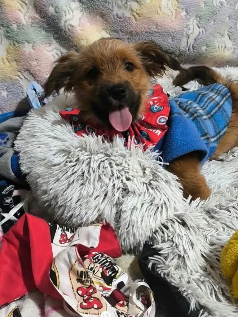 Aluke, cachorro de porte pequeno para adoção em São Paulo - SP