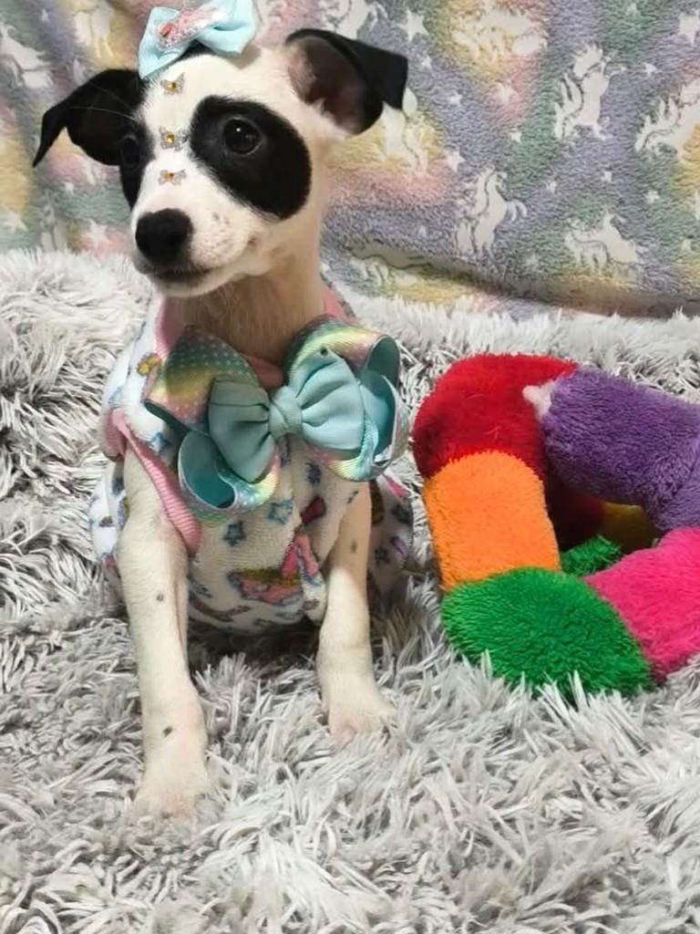Ackizi, cachorro de porte pequeno para adoção em São Paulo - SP
