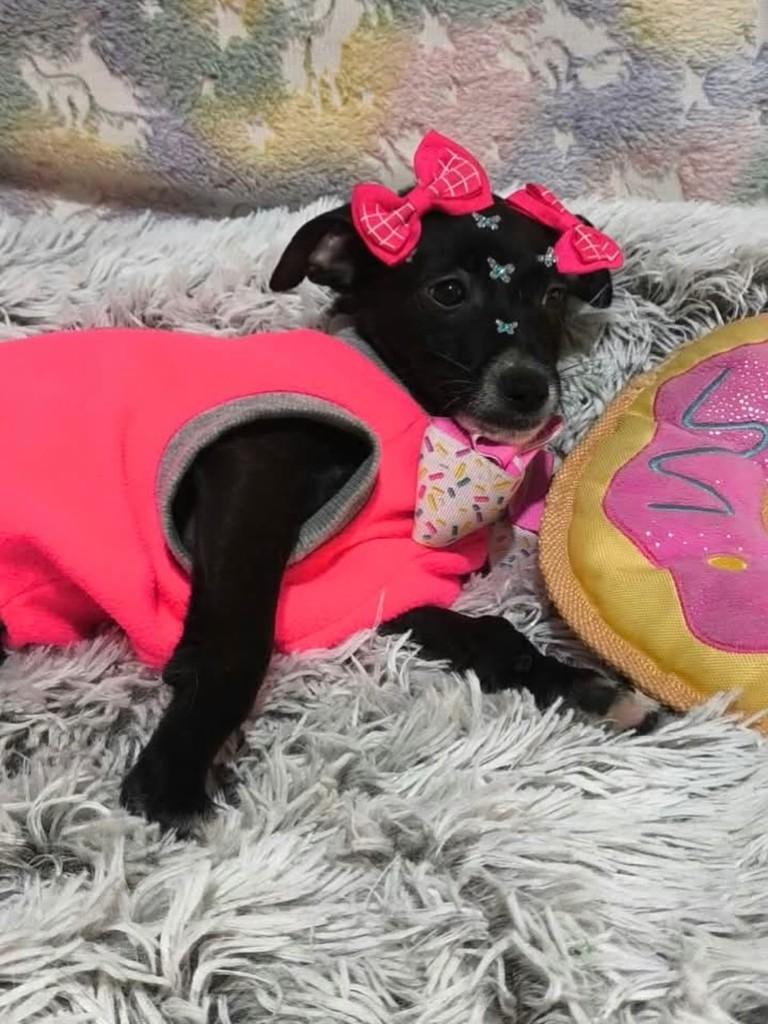 Abiki, cachorro de porte pequeno para adoção em São Paulo - SP