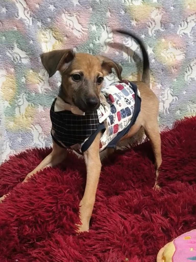 Abunes, cachorro de porte médio para adoção em São Paulo - SP