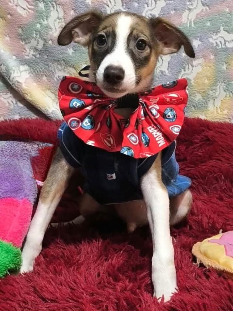 Akon, cachorro de porte médio para adoção em São Paulo - SP