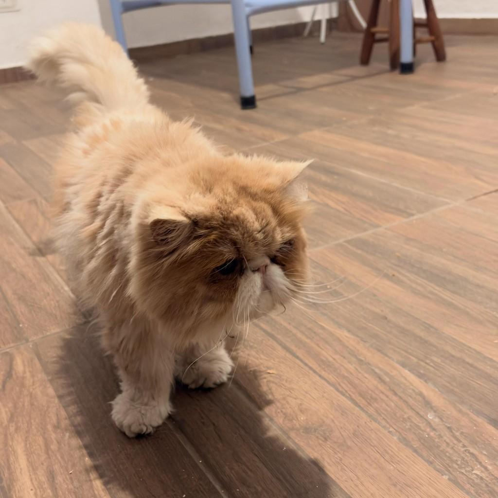 Messi, gato de porte médio para adoção em São Paulo - SP