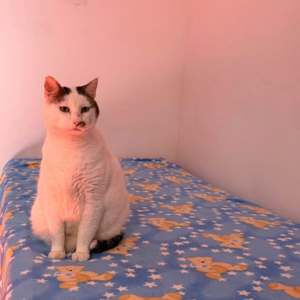 Coala, gato de porte pequeno para adoção em São Paulo - SP