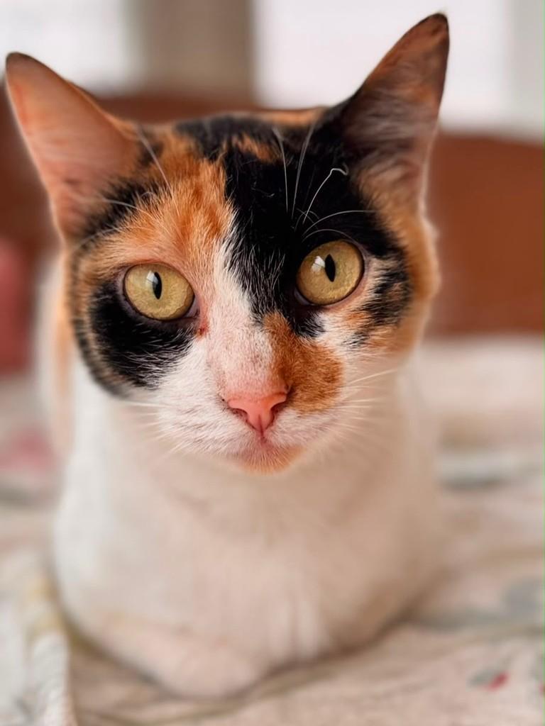 Vesper, gata de porte pequeno para adoção em São Paulo - SP