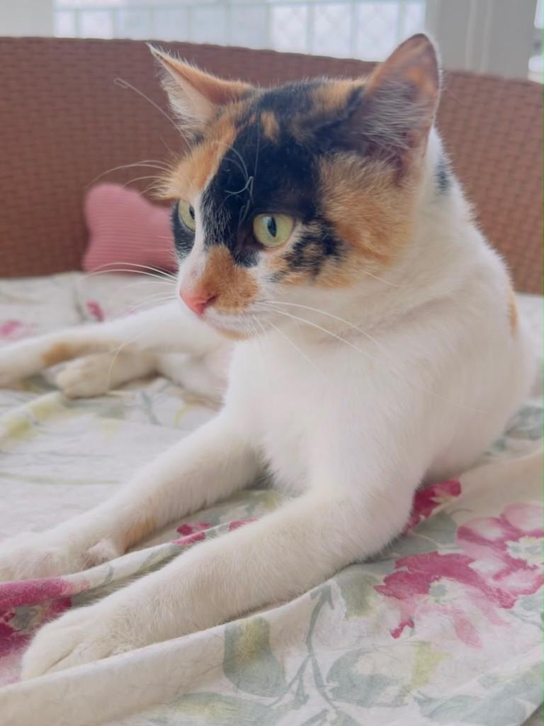 Vesper, gata de porte pequeno para adoção em São Paulo - SP — foto 2 de 3