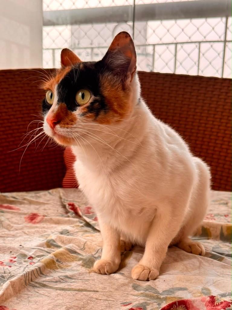 Vesper, gata de porte pequeno para adoção em São Paulo - SP — foto 3 de 3