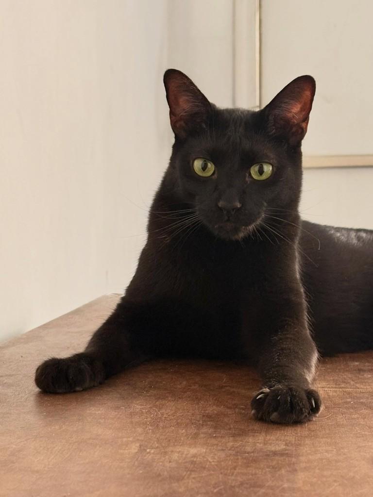Brigito, gato de porte médio para adoção em São Paulo - SP