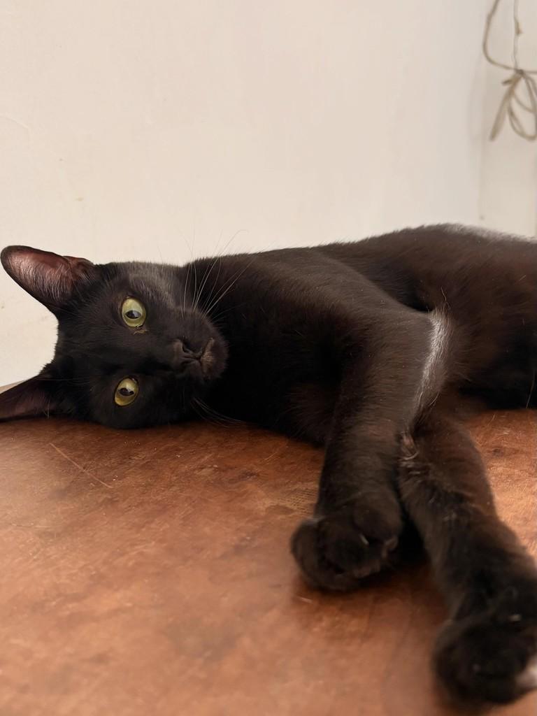 Brigito, gato de porte médio para adoção em São Paulo - SP — foto 2 de 4