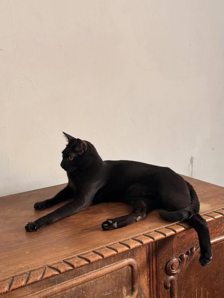 Brigito, gato de porte médio para adoção em São Paulo - SP — foto 3 de 4