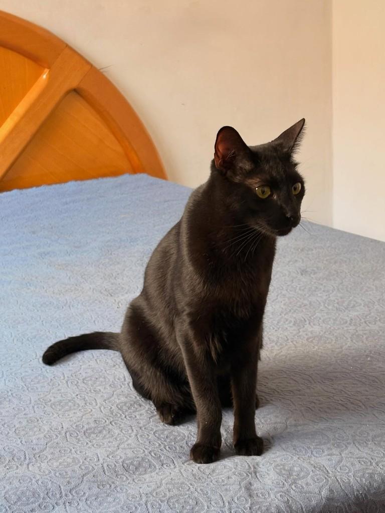Brigito, gato de porte médio para adoção em São Paulo - SP — foto 4 de 4