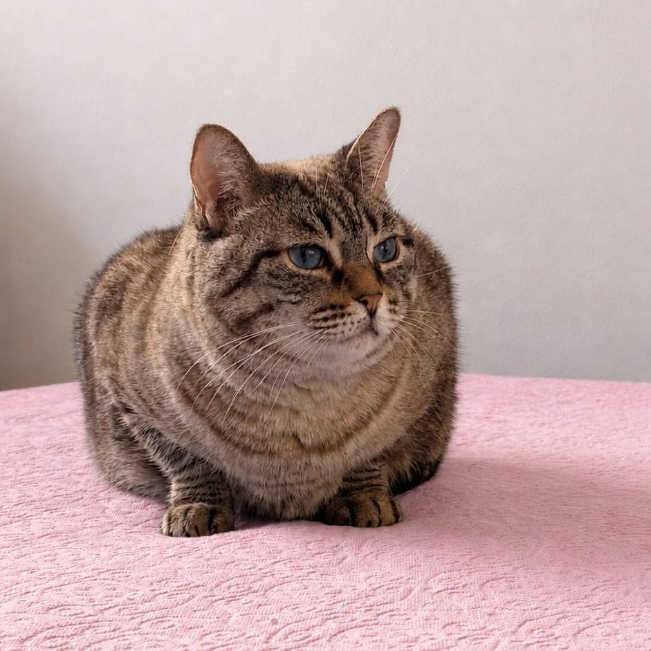 Melzinha, gata de porte médio para adoção em São Paulo - SP