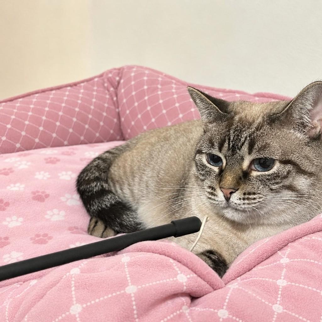 Melzinha, gata de porte médio para adoção em São Paulo - SP — foto 3 de 6