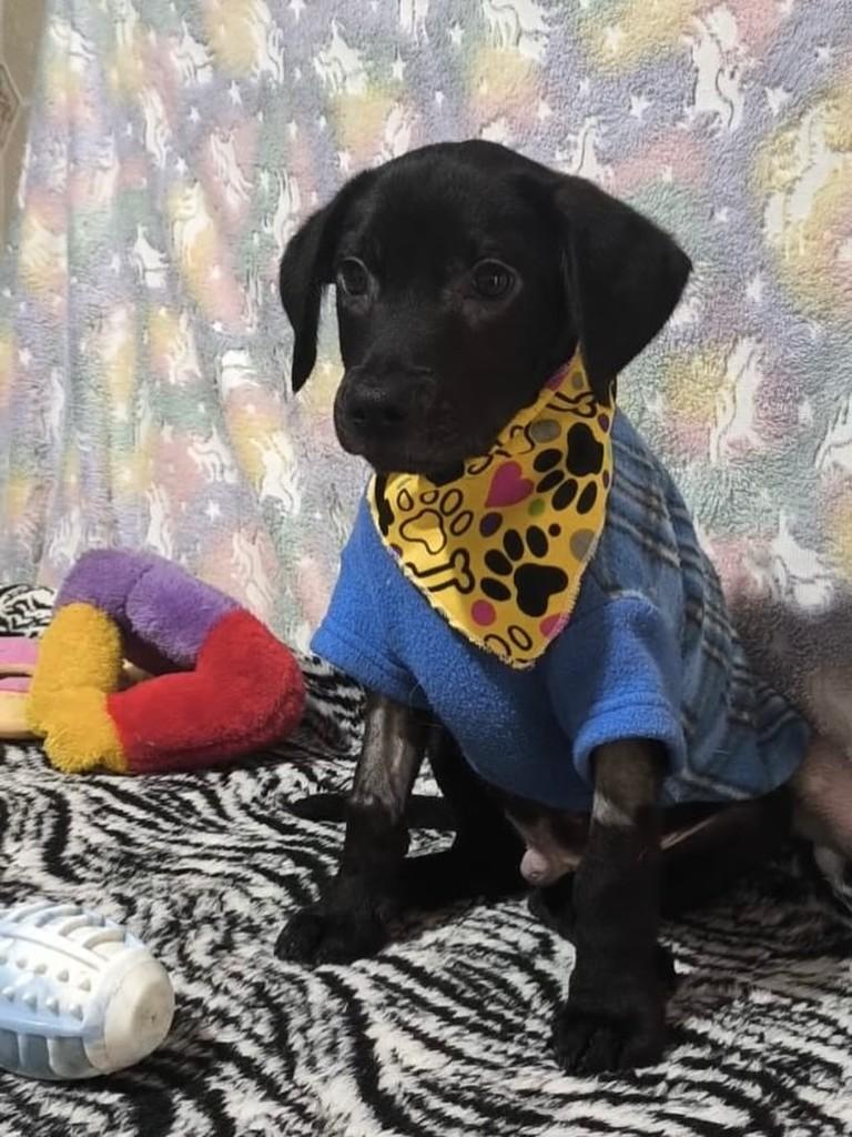 Abzu, cachorro de porte médio para adoção em São Paulo - SP