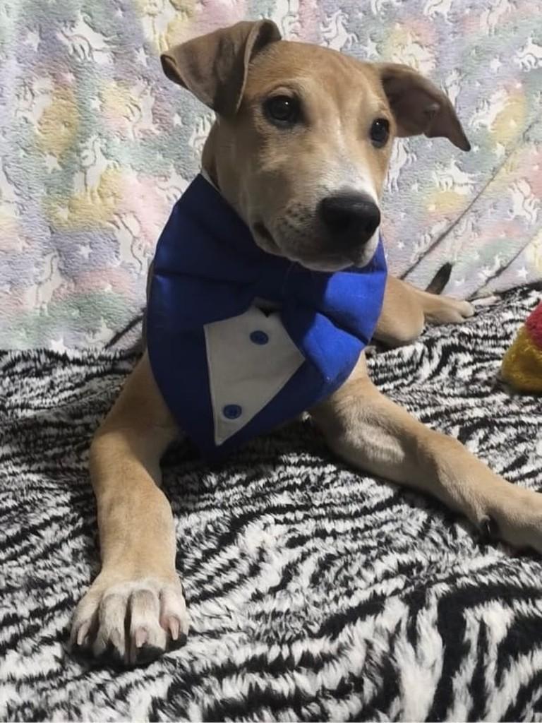 Apollo, cachorro de porte médio para adoção em São Paulo - SP