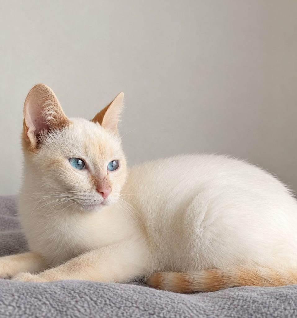 Lyz, gato de porte pequeno para adoção em São Paulo - SP — foto 2 de 5
