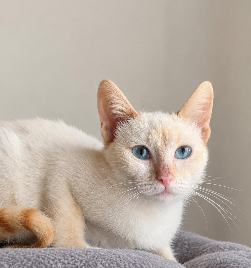 Lyz, gato de porte pequeno para adoção em São Paulo - SP — foto 3 de 5