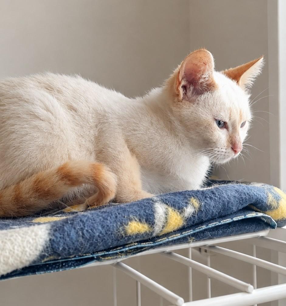Lyz, gato de porte pequeno para adoção em São Paulo - SP — foto 4 de 5
