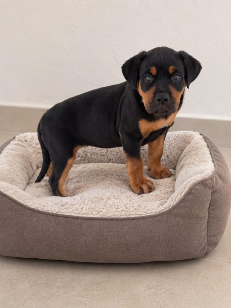 Draco, cachorro de porte pequeno para adoção em São Paulo - SP
