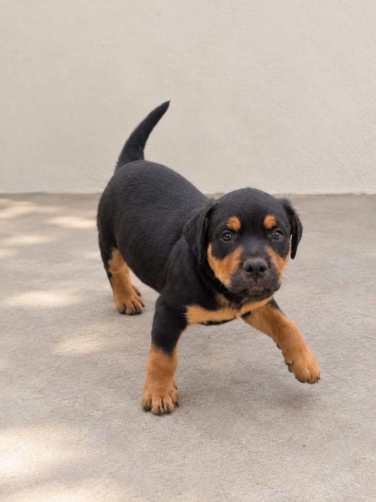 Draco, cachorro de porte pequeno para adoção em São Paulo - SP — foto 2 de 2