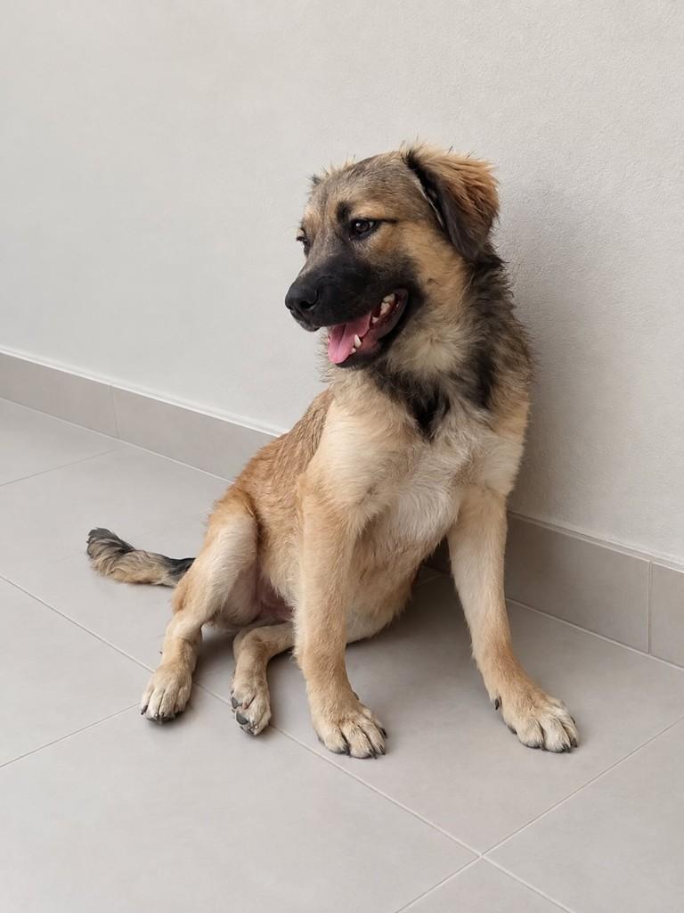 Ziggy, cachorro de porte médio para adoção em São Paulo - SP
