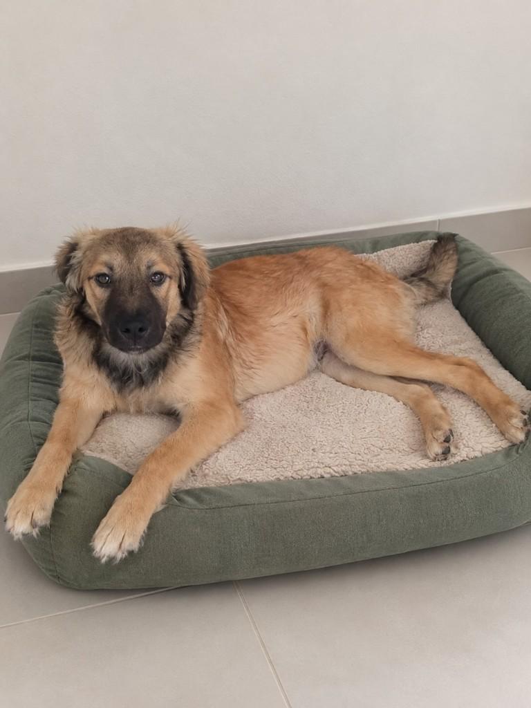 Ziggy, cachorro de porte médio para adoção em São Paulo - SP — foto 2 de 3