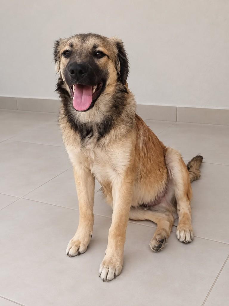 Ziggy, cachorro de porte médio para adoção em São Paulo - SP — foto 3 de 3