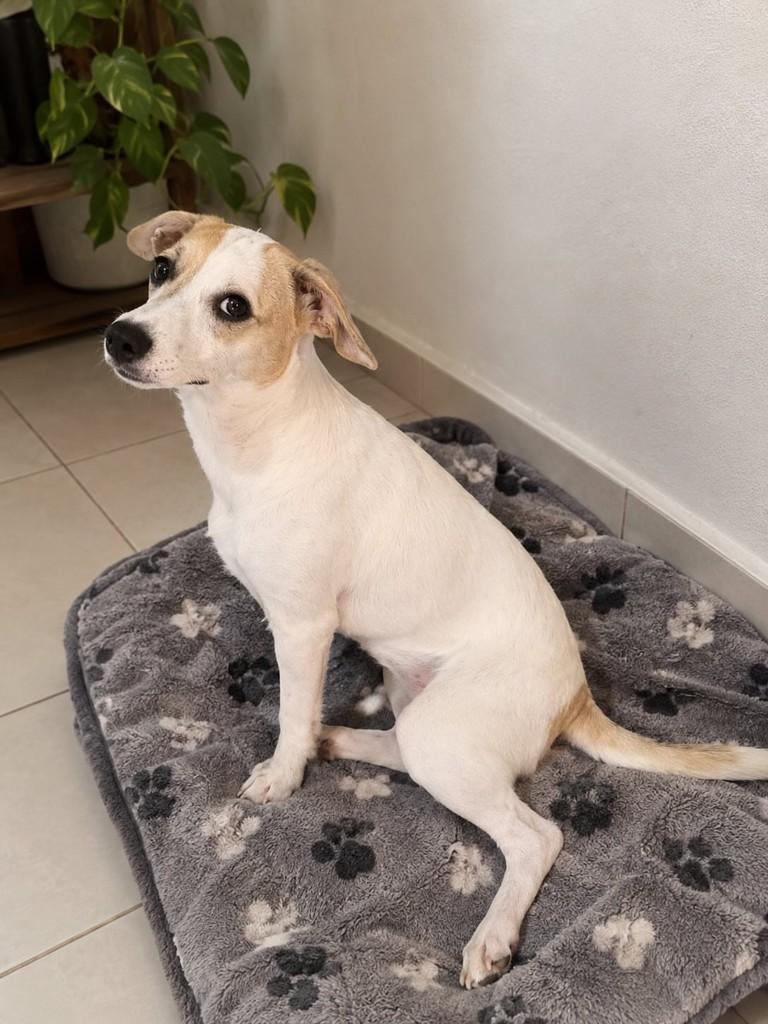 Puma, cadela de porte médio para adoção em São Paulo - SP