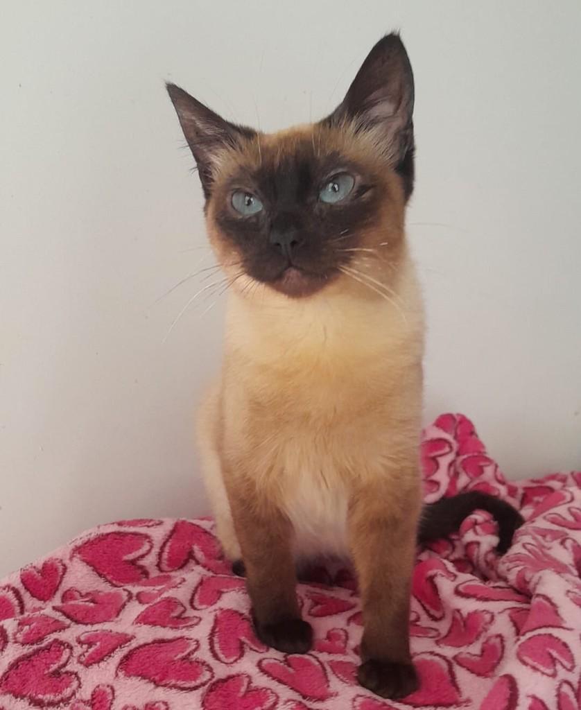 Bervely, gata de porte pequeno para adoção em São Paulo - SP — foto 3 de 4