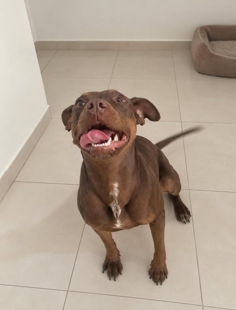 Savana, cadela de porte médio para adoção em São Paulo - SP — foto 2 de 6