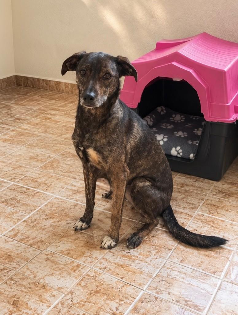 Kyara, cadela de porte grande para adoção em São Paulo - SP