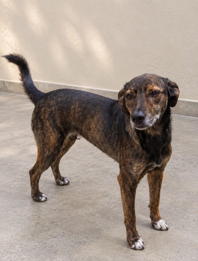 Kyara, cadela de porte grande para adoção em São Paulo - SP — foto 2 de 4