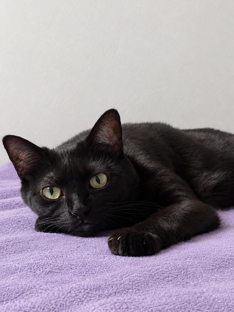 Nina, gato de porte pequeno para adoção em São Paulo - SP
