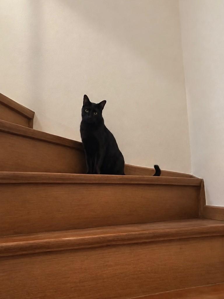 Nina, gato de porte pequeno para adoção em São Paulo - SP — foto 2 de 8