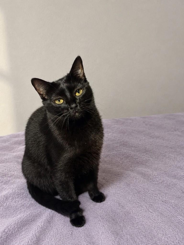 Nina, gato de porte pequeno para adoção em São Paulo - SP — foto 4 de 8