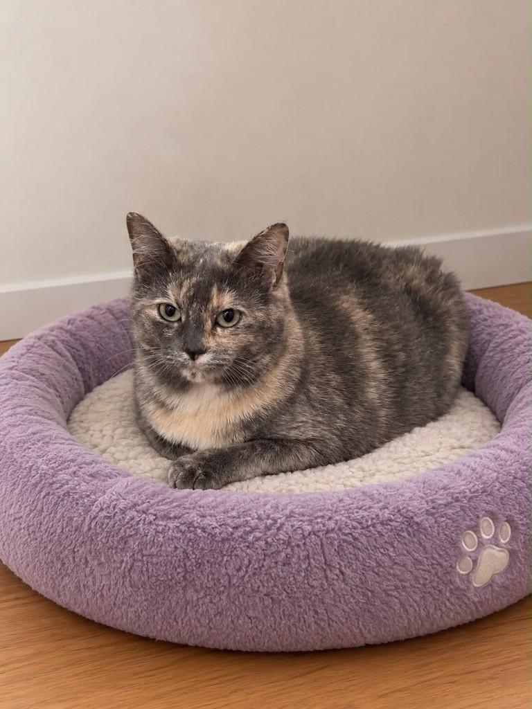 Vicky, gata de porte médio para adoção em São Paulo - SP