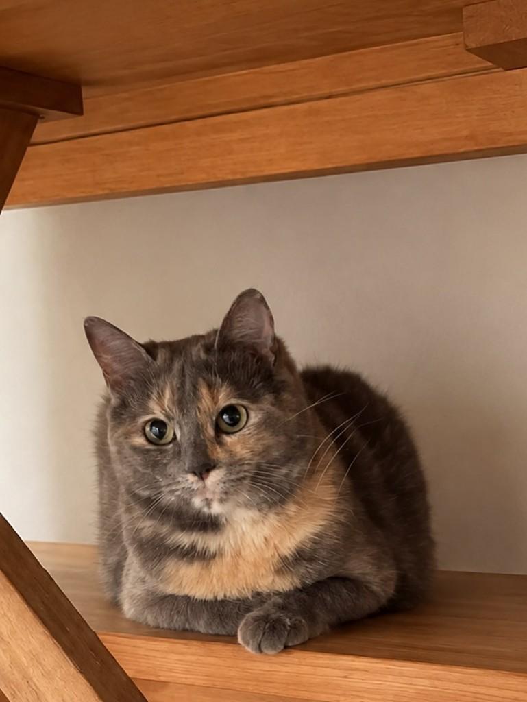 Vicky, gata de porte médio para adoção em São Paulo - SP — foto 2 de 2