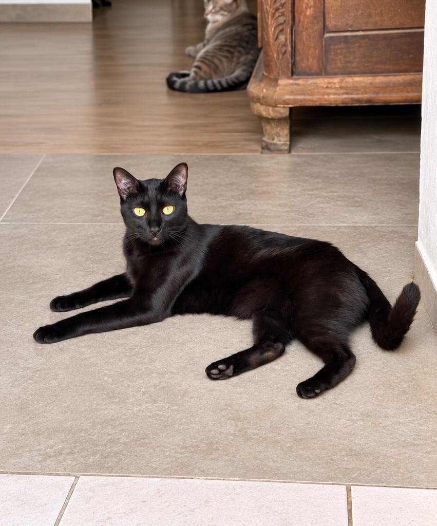 Nikolas, gato de porte médio para adoção em São Paulo - SP — foto 2 de 3