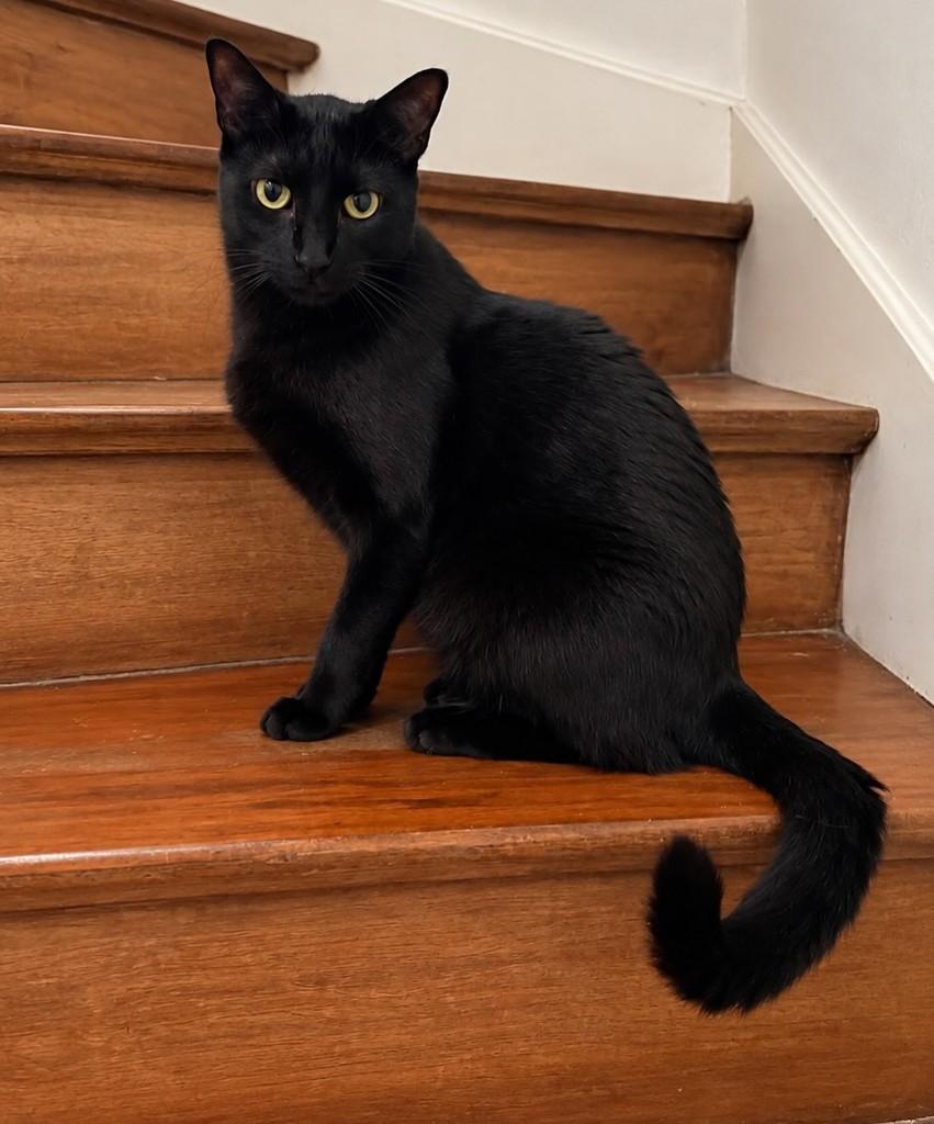 Nikolas, gato de porte médio para adoção em São Paulo - SP — foto 3 de 3
