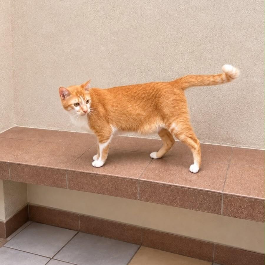 Léo, gato de porte médio para adoção em São Paulo - SP