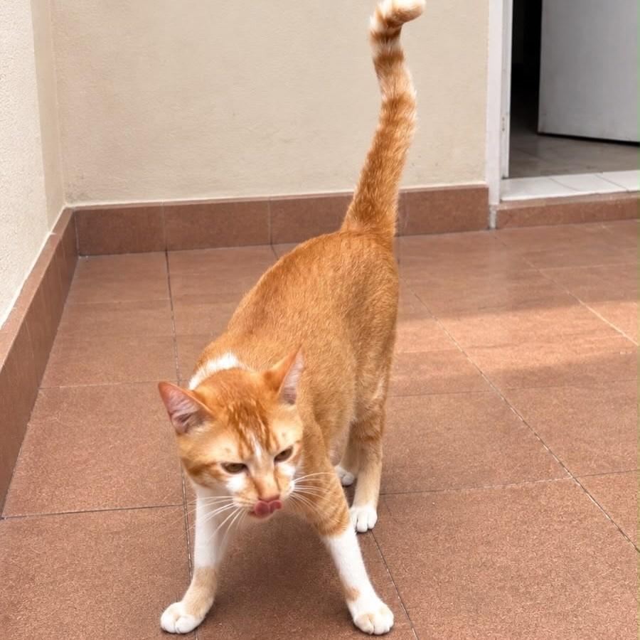 Léo, gato de porte médio para adoção em São Paulo - SP — foto 2 de 7