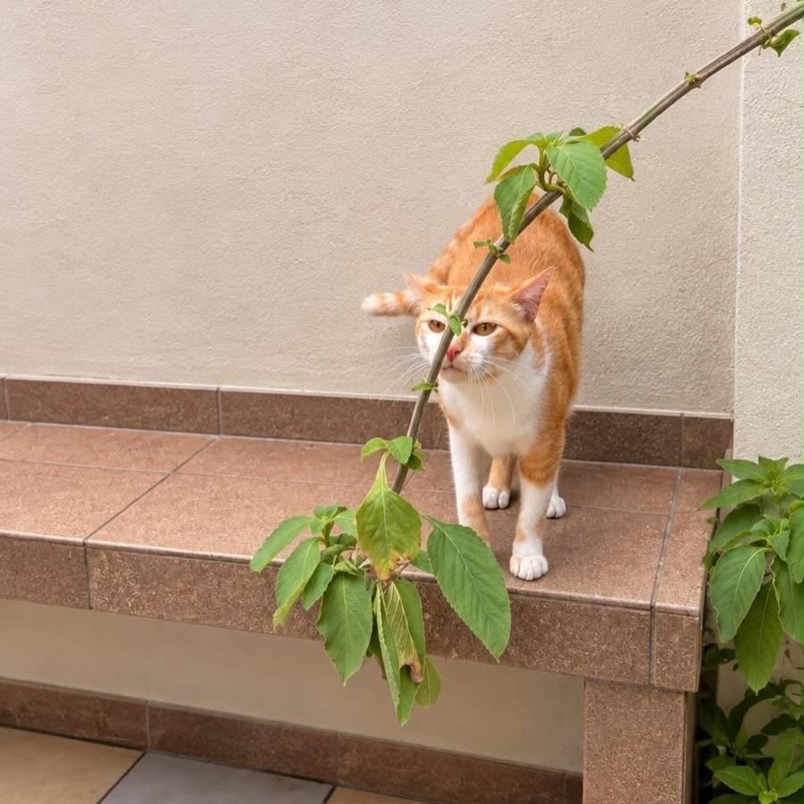 Léo, gato de porte médio para adoção em São Paulo - SP — foto 3 de 7
