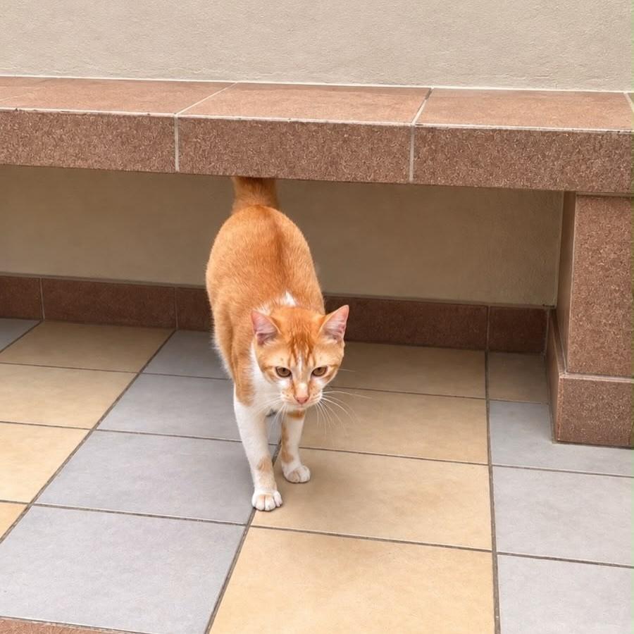 Léo, gato de porte médio para adoção em São Paulo - SP — foto 4 de 7
