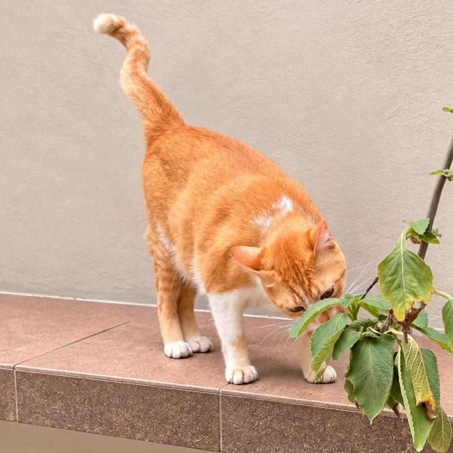 Léo, gato de porte médio para adoção em São Paulo - SP — foto 5 de 7