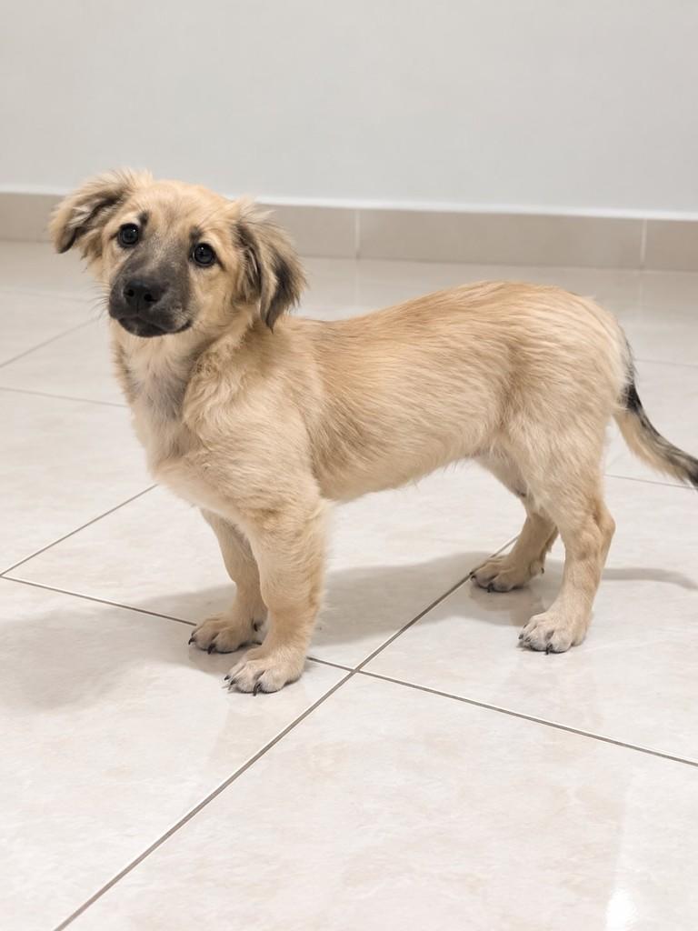 Mel, cadela de porte pequeno para adoção em São Paulo - SP