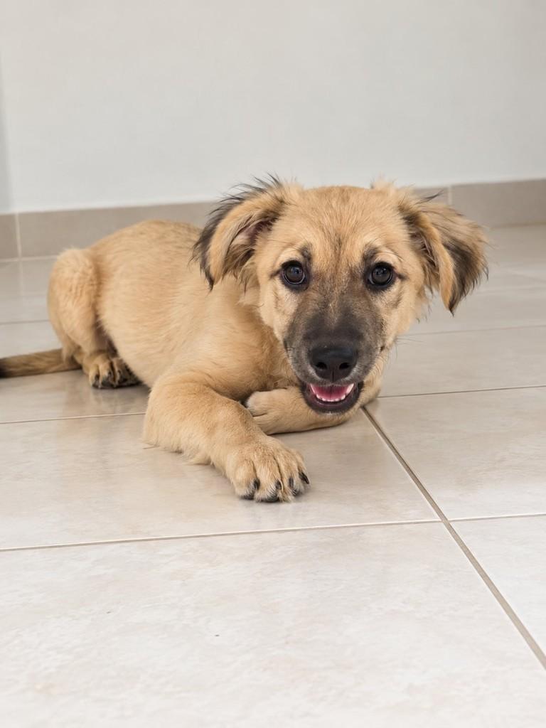Mel, cadela de porte pequeno para adoção em São Paulo - SP — foto 2 de 6