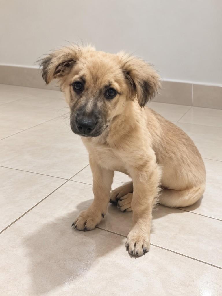 Mel, cadela de porte pequeno para adoção em São Paulo - SP — foto 3 de 6
